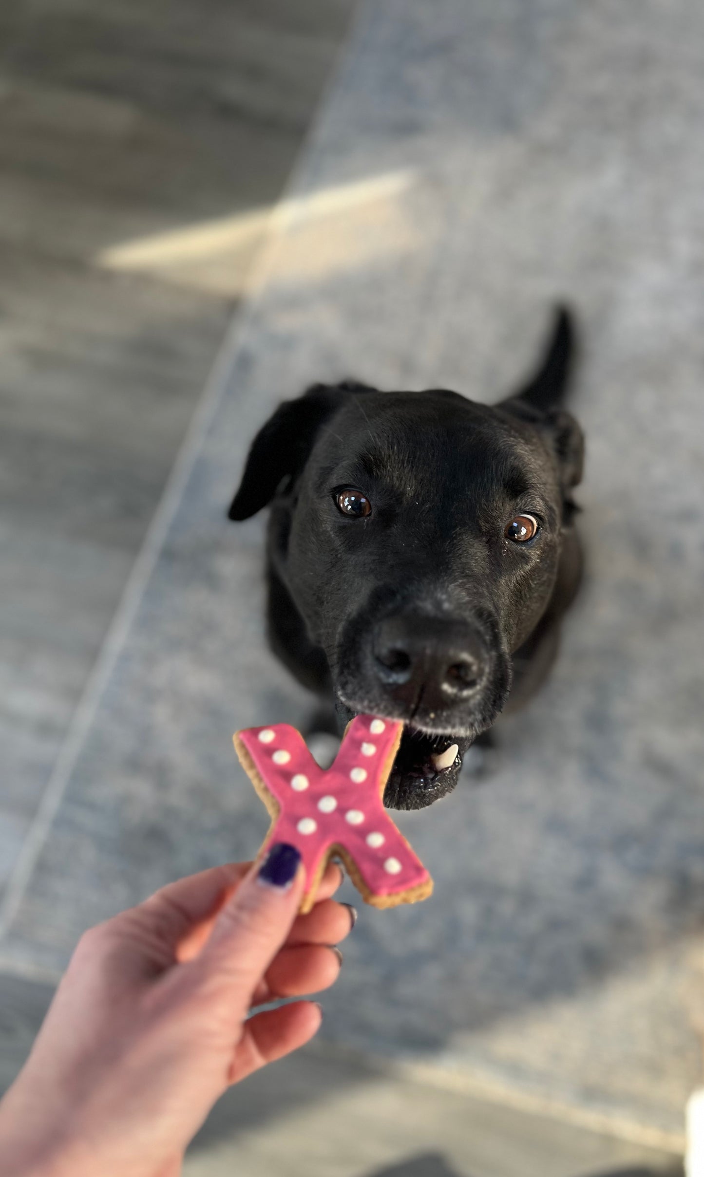 I WOOF YOU ❤️ Decorated Cookies